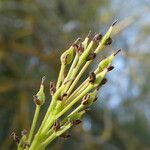 Fraxinus pennsylvanica Fruit