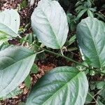 Erythrococca chevalieri Φύλλο
