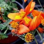 Bidens triplinervia Цветок