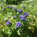 Gentiana septemfida Habit