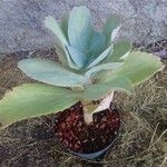 Kalanchoe marmorata Blad