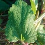 Stachys arvensis Leaf