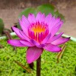 Nymphaea nouchaliCvet