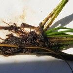 Isoetes lacustris Yaprak
