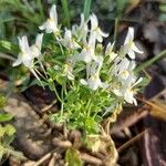 Linaria triphylla Habitatea