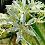 Pancratium illyricumLorea