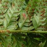 Polystichum aculeatum Blad