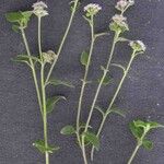 Ageratum conyzoides Лист