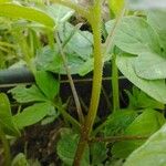 Cleome rutidosperma Corteccia