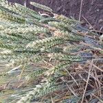 Triticum aestivum Fruit