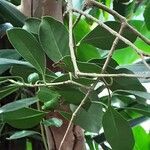 Psidium cattleyanum Hoja
