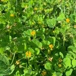 Medicago arabicaBlomst