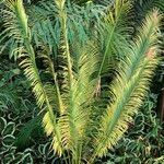 Cycas panzhihuaensis 形態