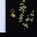 Thalictrum platycarpum Іншае