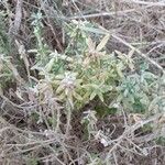 Teucrium dunense Hoja