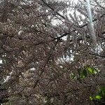 Prunus subhirtella Цвят