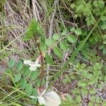 Vicia grandiflora आदत