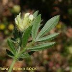 Anthyllis cornicina Other