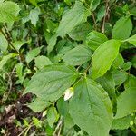 Philadelphus inodorus List