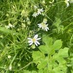 Stellaria palustrisBlodyn