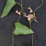 Aristolochia triangularis List