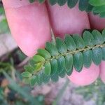 Phyllanthus niruri ᱥᱟᱠᱟᱢ