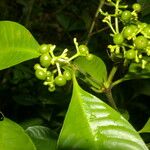 Psychotria racemosa Deilen