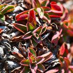 Limonium echioides Leaf