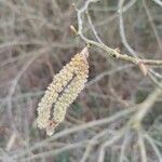 Alnus serrulata Fruto