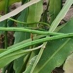 Epiphyllum hookeri Leaf