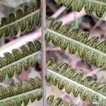 Thelypteris interrupta Frukto