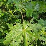Pavonia urens Hoja