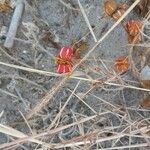 Diplocyclos palmatus Fruit