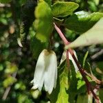 Crinodendron patagua Λουλούδι