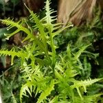 Pteris cretica برگ