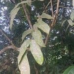 Kigelia africana Yaprak