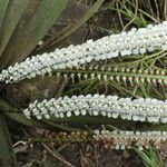 Listrostachys pertusa Kukka