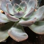 Pachyphytum bracteosum পাতা