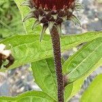 Echinacea angustifolia 树皮