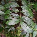 Bertiera guianensis 葉