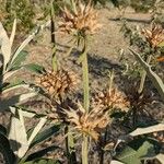 Leonotis leonurus Flower