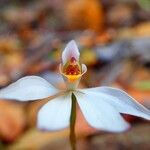 Caladenia catenata Blüte