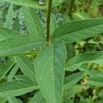 Desmodium canadense Blatt