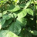 Rubus foliosus Blatt