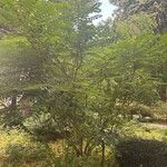 Decaisnea insignis Hábito
