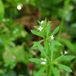 Galium aparine 花