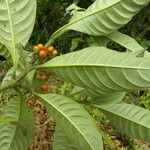 Psychotria racemosa Ffrwyth