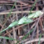 Danthonia decumbens Květ