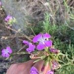 Dianthus rupicola Flower