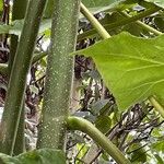 Paulownia tomentosa Bark